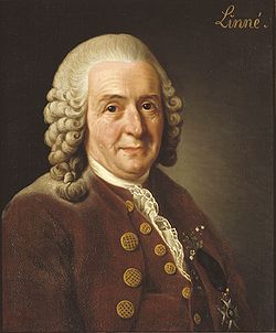 Carl Linné - Portrét od Alexandera Roslina (1775)