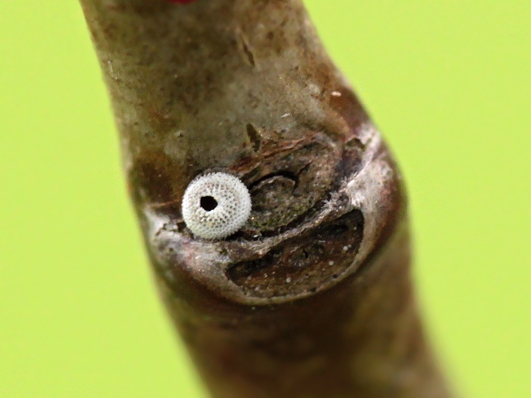 Ostruháček březový (Thecla betulae)
