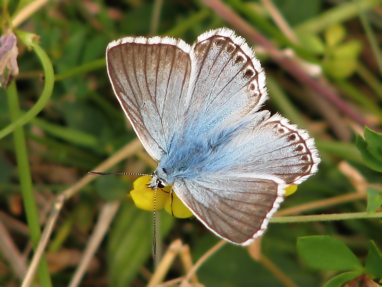 Modrásek vikvicový (Polyommatus coridon)